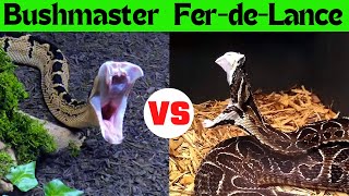 Serpent Center Showdown Fer de Lance vs Bushmaster | Bothrops Babies Born