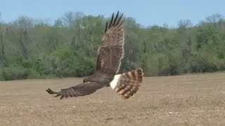 Northern Harrier Hawk Hunting for Prey - Southern Illinois by CheesyCheetah 225 views 1 year ago 1 minute, 18 seconds