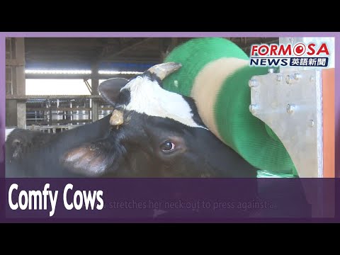 Cow backscratcher improves milk yield at dairy farm｜Taiwan News
