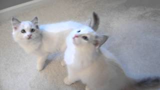 Blue Bicolor Ragdoll Kittens