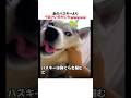 あのハスキーよりうるさい犬がいたｗｗｗｗｗ