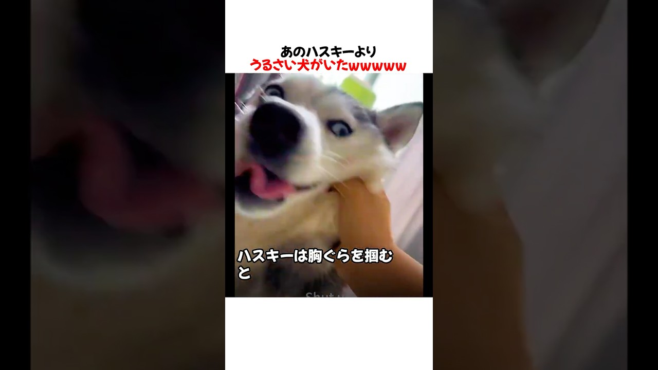 あのハスキーよりうるさい犬がいたｗｗｗｗｗ