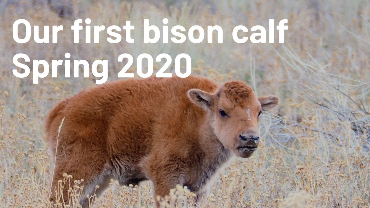 Our first Yellowstone bison calf 2020