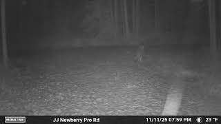 U.p. Wolf Pooping In Our Driveway