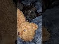 #naptime #journey #funny #puppy #godisgood #cute #bestfriend #blessed #love #pets #fyp #myheart
