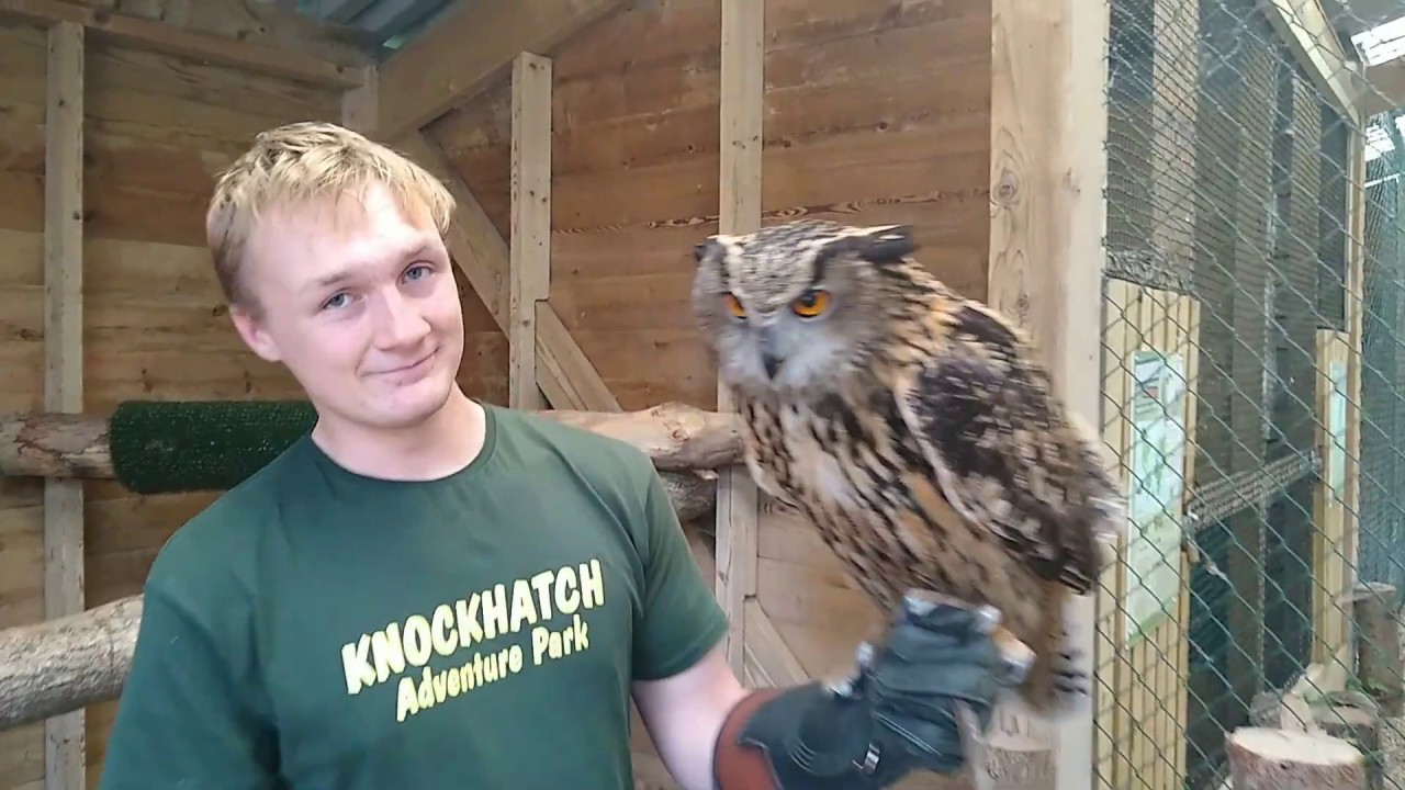 Meet the European Eagle Owl at Knockhatch Adventure Park