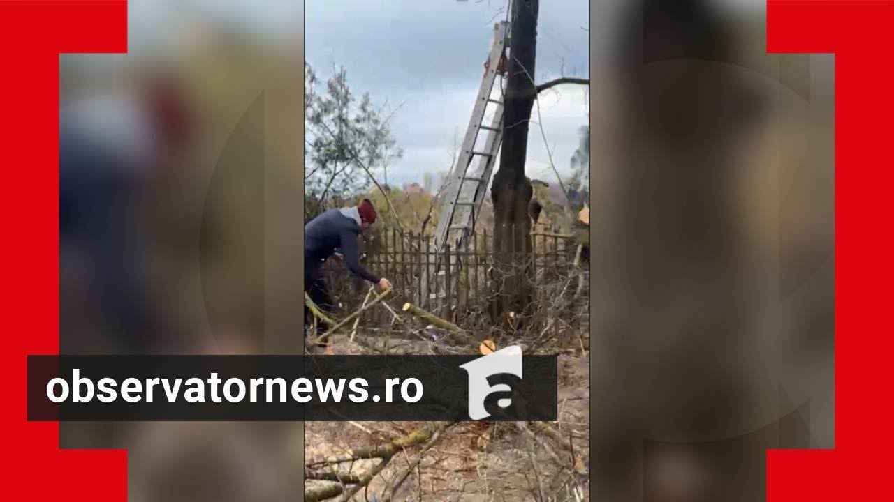 Imagini apocaliptice în IOR: 12 hectare din parc au fost defrişate complet