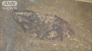 「恐竜より昔の生き物」の化石、日本で初発見(15/09/22)
