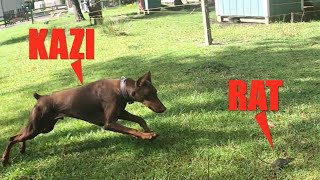 Ratting with a Doberman | Part 4 | Kazi by David Windmueller 7,250 views 3 years ago 2 minutes, 18 seconds