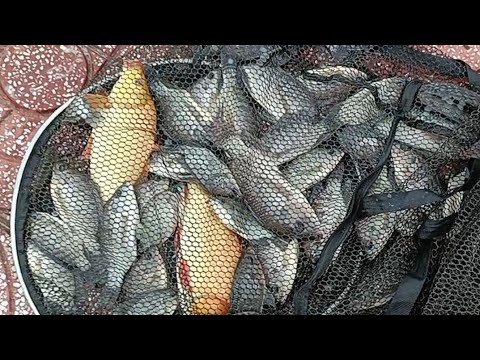Video câu đài ... ngày mưa gió cá vẫn ăn mạnh.#038 - youtube