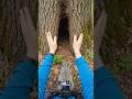 What a Squirrel Sees Inside a Tree Hollow 🐿️#shorts