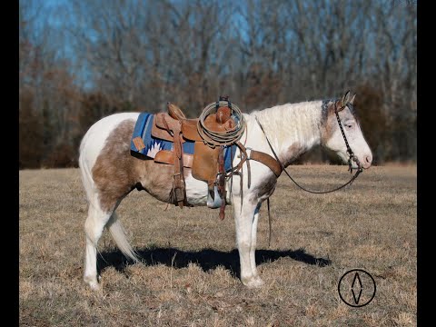 Cinch 6 yr Old Paint Gelding