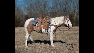 Cinch 6 Yr Old Paint Gelding