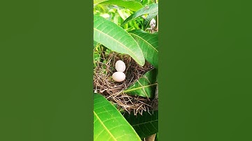 Two egg on the nest...🥚🍀 #bird #birding #birdnest #nest #nesting #viral #share #shorts