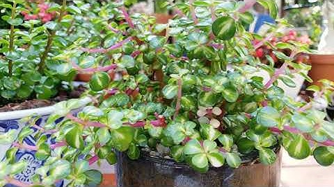 춤추는 학 다육식물 아악무 키우기 번식방법《How to grow & care Portulacaria Afra Succulent - Rainbow Bush》