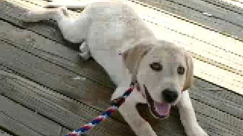 Finn, Our Yellow Lab