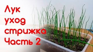 Рассада лука, уход, стрижка лука Эксибишн часть 2