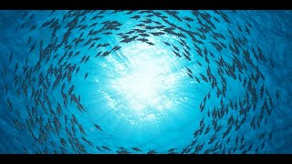 1 Hour School of Fish Screensaver l Screensaver Zone screenshot 4