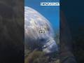 Manatee Motherhood #animalshorts #viral #fyp