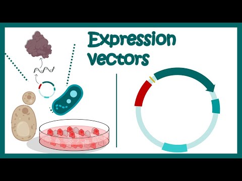 Expresní vektory | Co je v expresním vektoru? | aplikace expresních vektorů