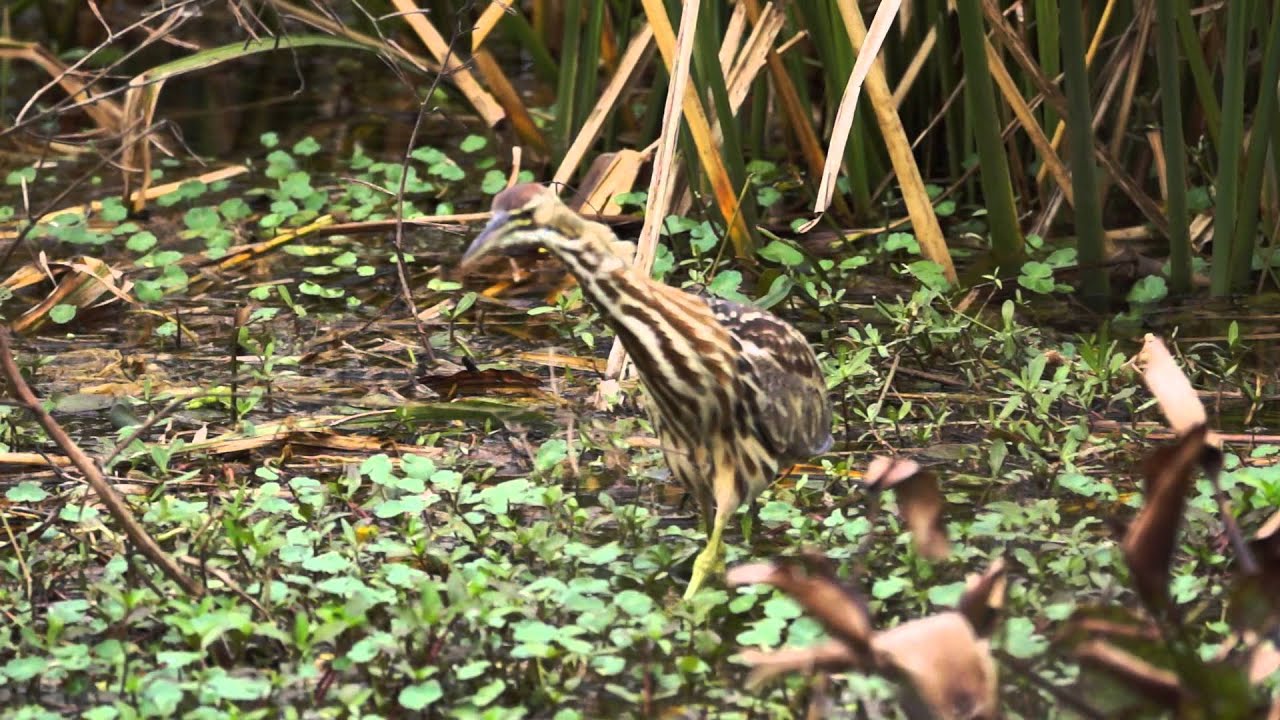 American-Bittern-Hunting