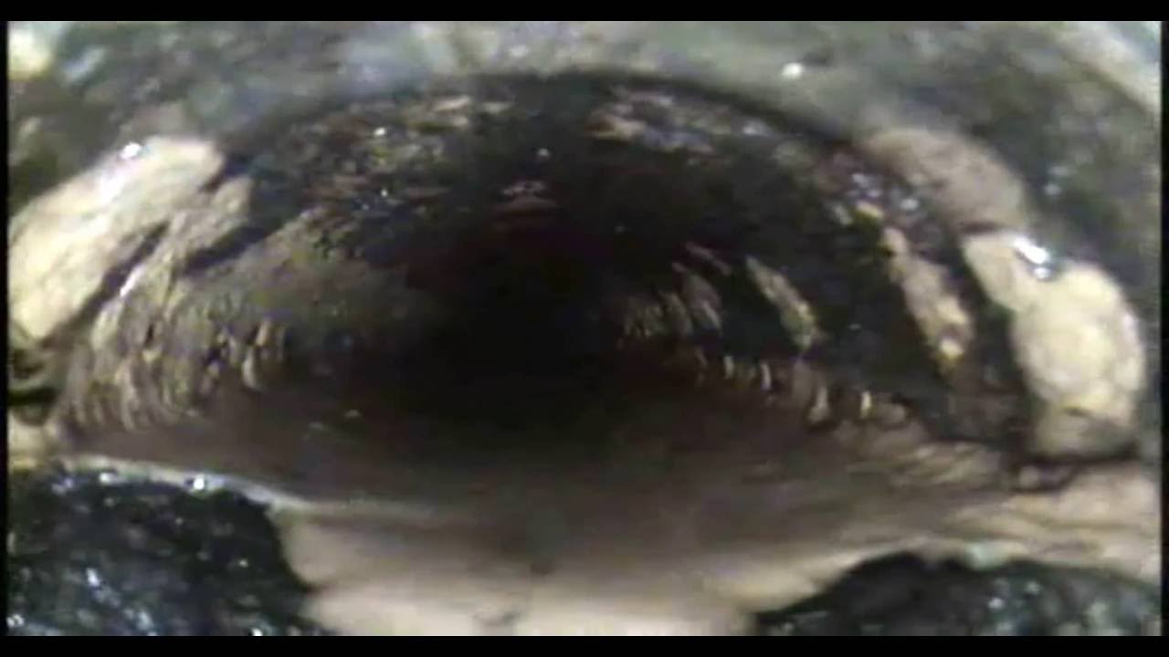 Corrosion in Fire Sprinkler Piping MIC Microbiologic Influenced