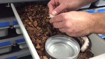 Assist feeding Ball Python Hatchlings