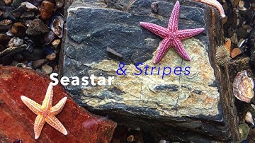 Visit the Seacoast Science Center on the 4th of July!