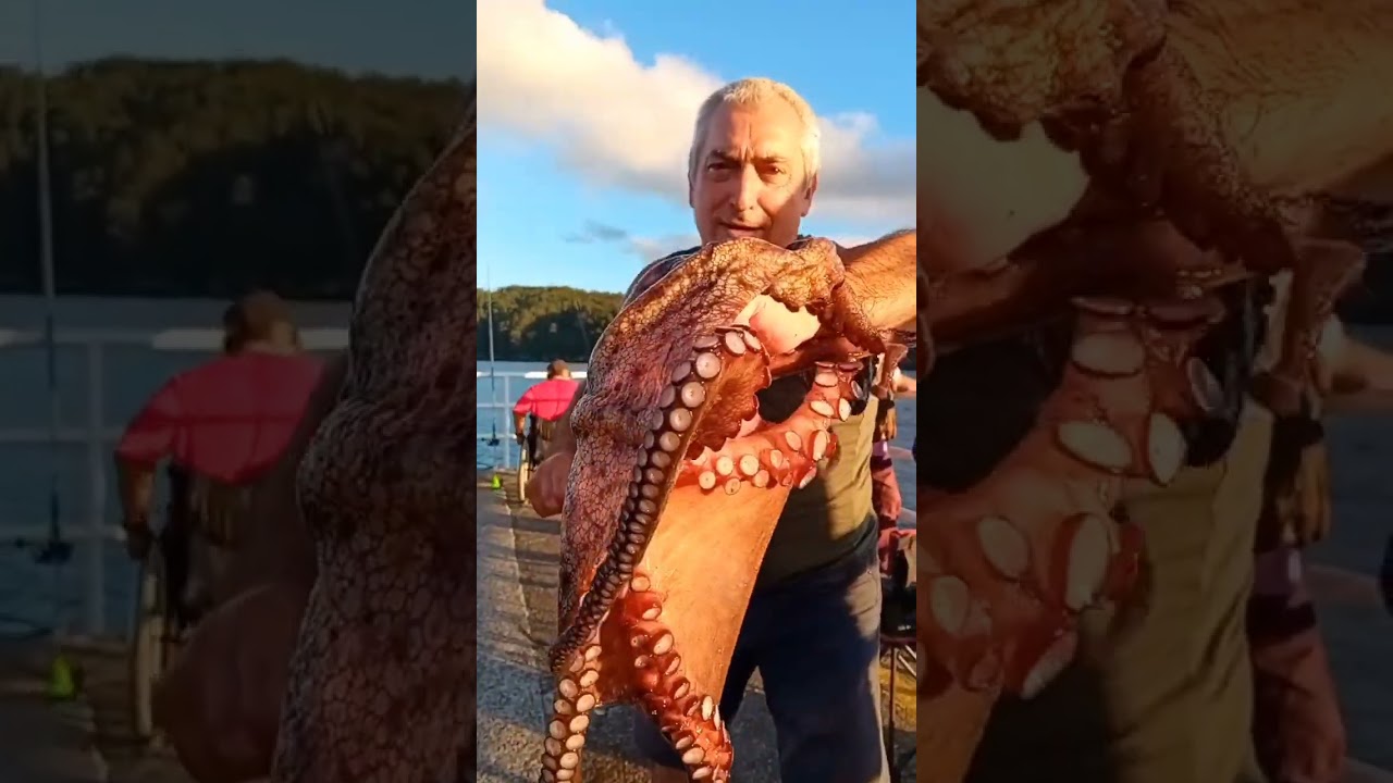 🐙🌊 ¡Este pulpo si que merece la pena! | Pesca de Octopus vulgaris 🐙 #viral #shorts