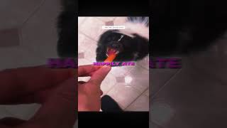 Skunk Stuck in Fence Gets a New Home #viralshorts #animalrescue