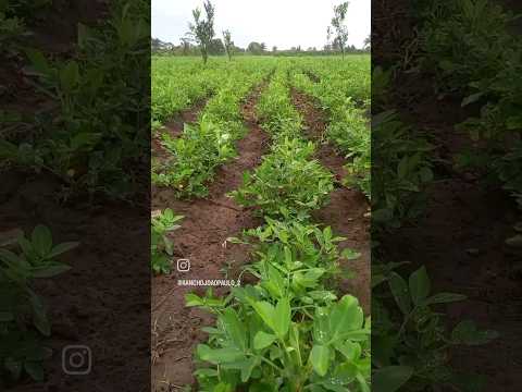 Plantação de Amendoim