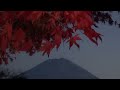 富士河口湖紅葉まつり 「もみじ回廊」ライトアップ
