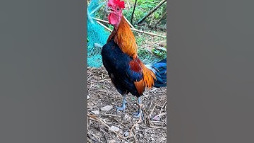Tiếng gà rừng Mồi gáy chuẩn 2026 #chicken #garung #chuongga #qaibdib