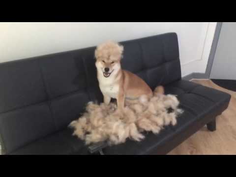 Typical shiba grooming session. They don't shed , they 