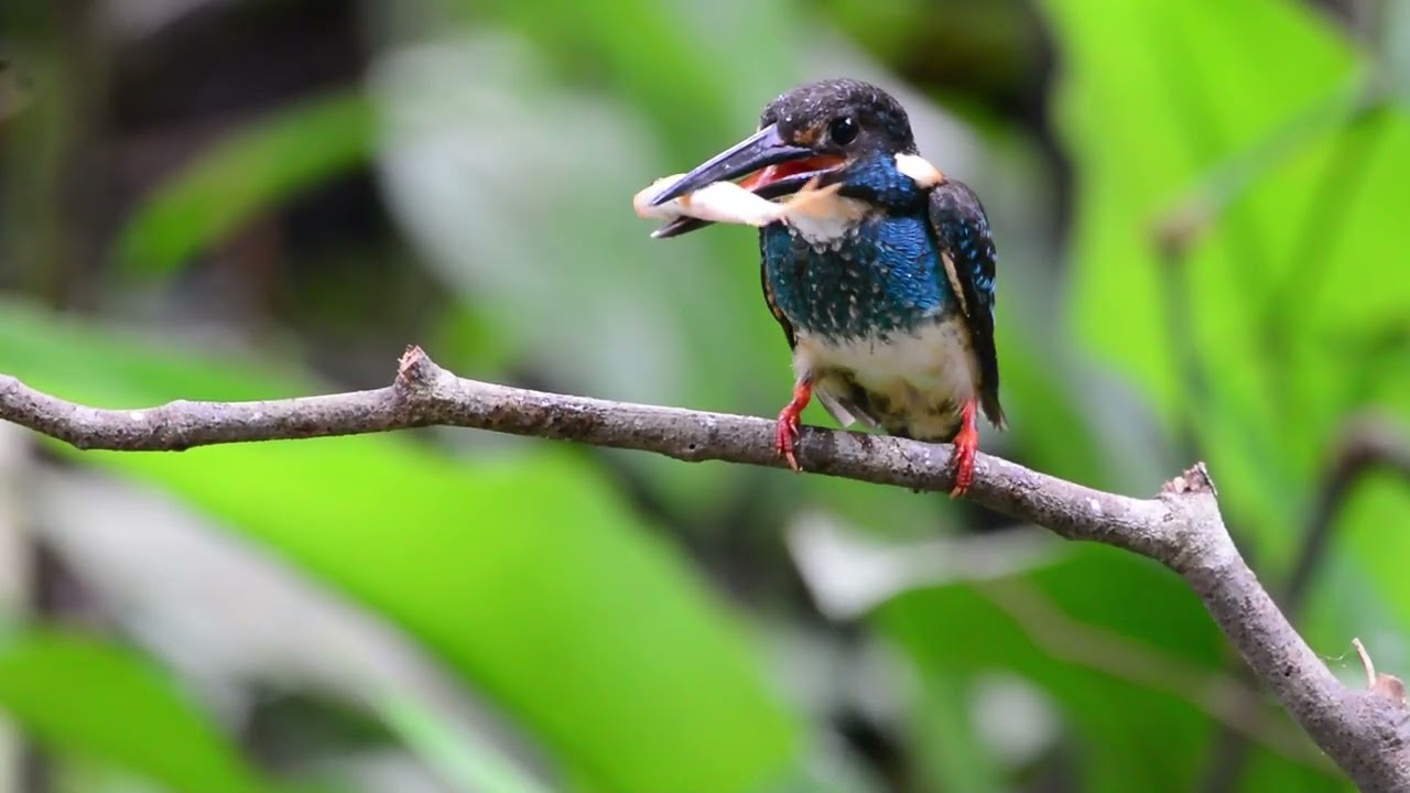 Malaysian blue banded kingfisher 6