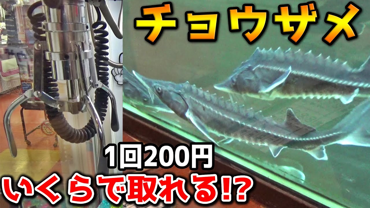 Danger level MAX] The prize in the crane game was a sturgeon