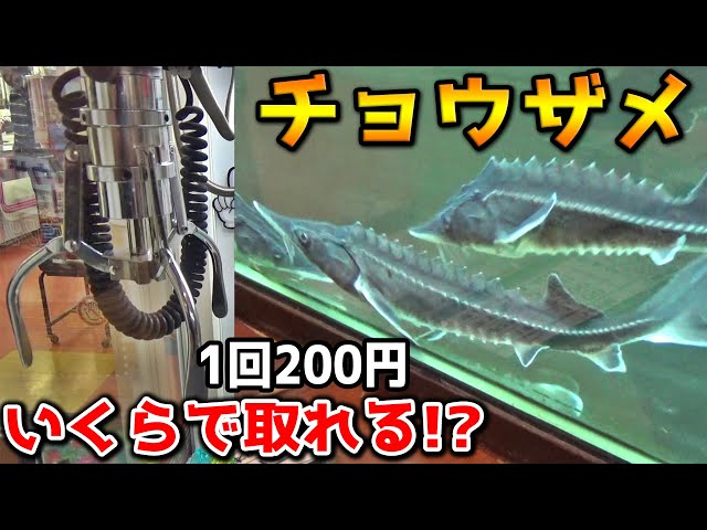 ゲーセンで女の子から貰った魚 Danger level MAX] The prize in the crane game was a sturgeon lol