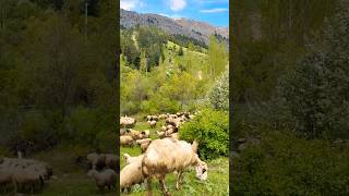 Nomadic shepherd sheeps plateau life Beyreli #nomadiclife
