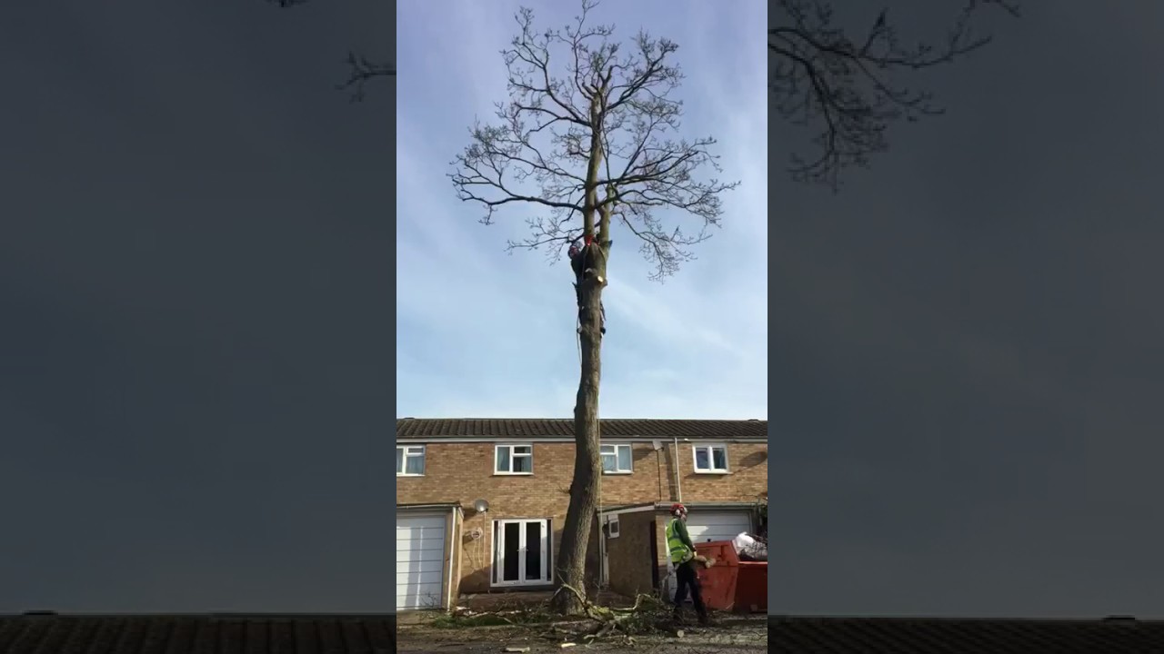 Alder tree removal
