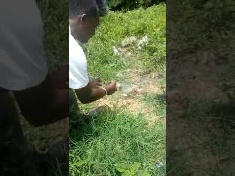 camera iphone 8 plus apk Releasing spectacled cobra.