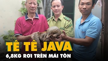 Phát hiện tê tê Java nặng 6,8kg rơi trên mái tôn ở quận 1, TP.HCM