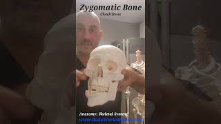 Anatomy Zygomatic Arch