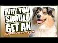 AUSTRALIAN SHEPHERD! 5 Reasons Why YOU SHOULD Get A Australian Shepherd!