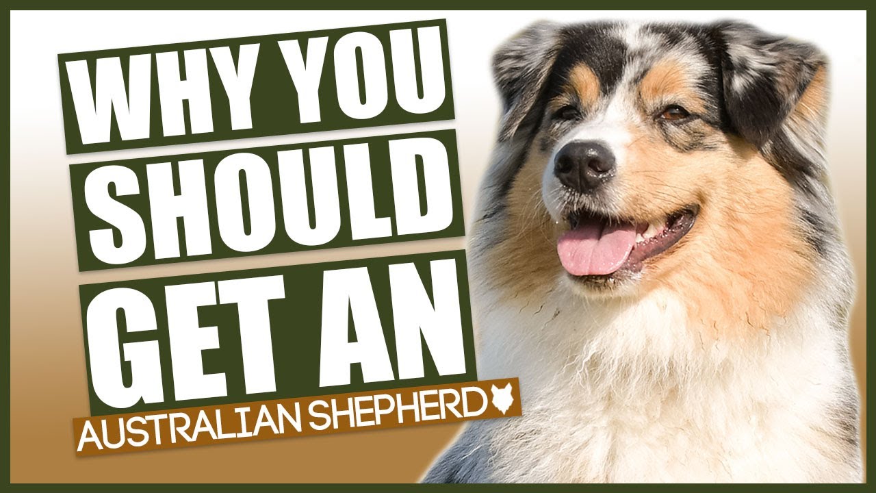 AUSTRALIAN SHEPHERD! 5 Reasons Why YOU SHOULD Get A Australian Shepherd ...