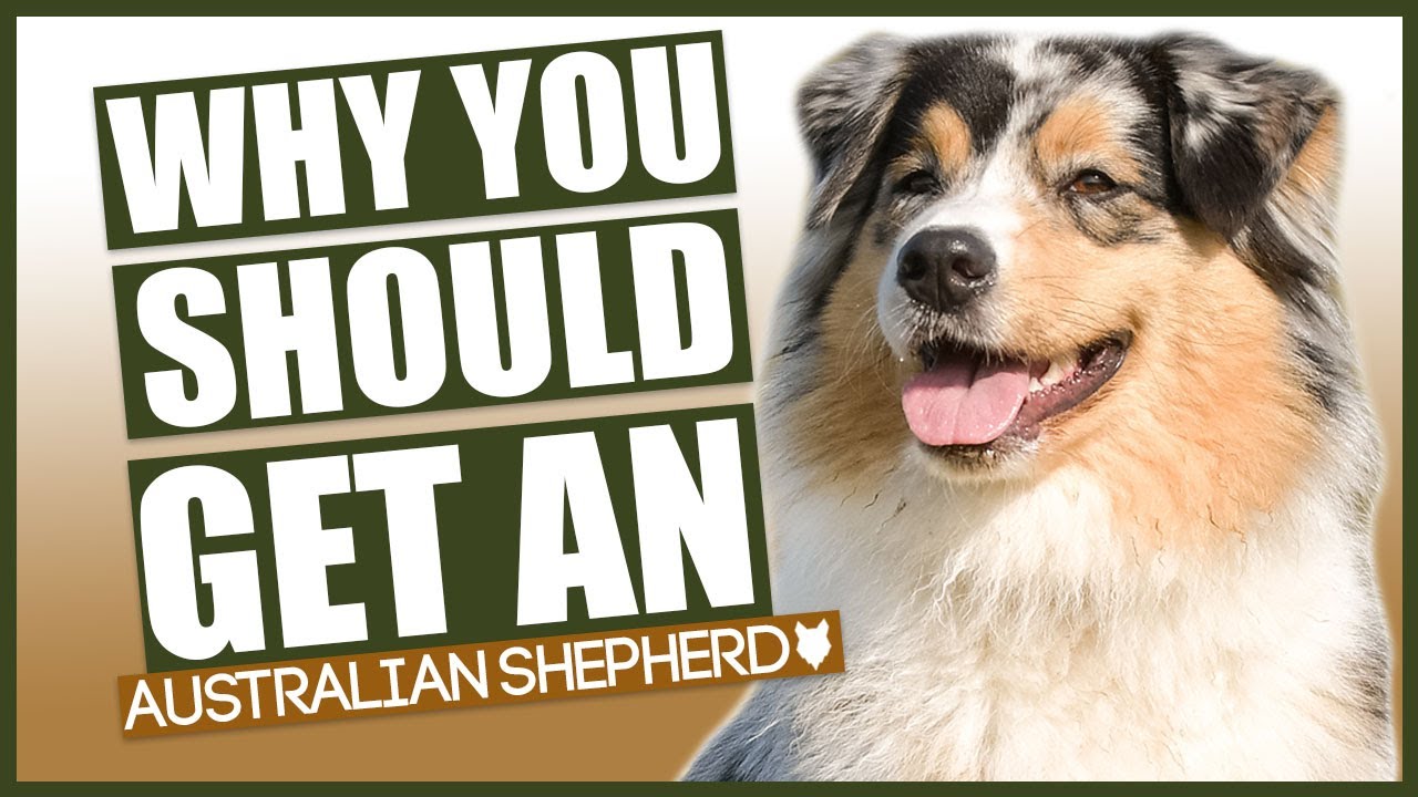 Why an Australian Shepherd Can Be the Best Dog for You