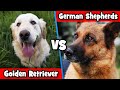 Berger allemand contre golden retriever  quel chien vous convient le mieux   propritaire de chien