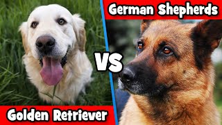 German Shepherd Vs Golden Retriever: Which Dog Is The BEST For You? | DoggOwner by DoggOwner 17,189 views 3 years ago 5 minutes, 46 seconds