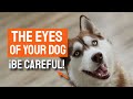 BE CAREFUL with these 3 EYE CONDITIONS in your DOG🐶👀