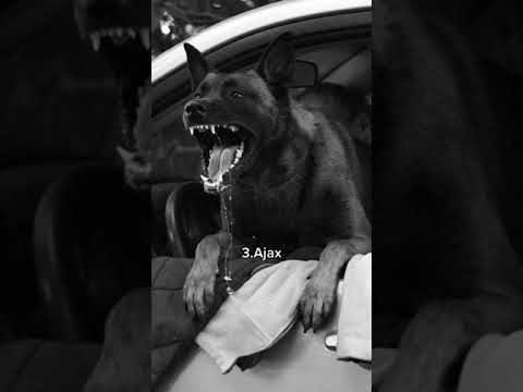 Video: Jména psů pro Bloodhoundy