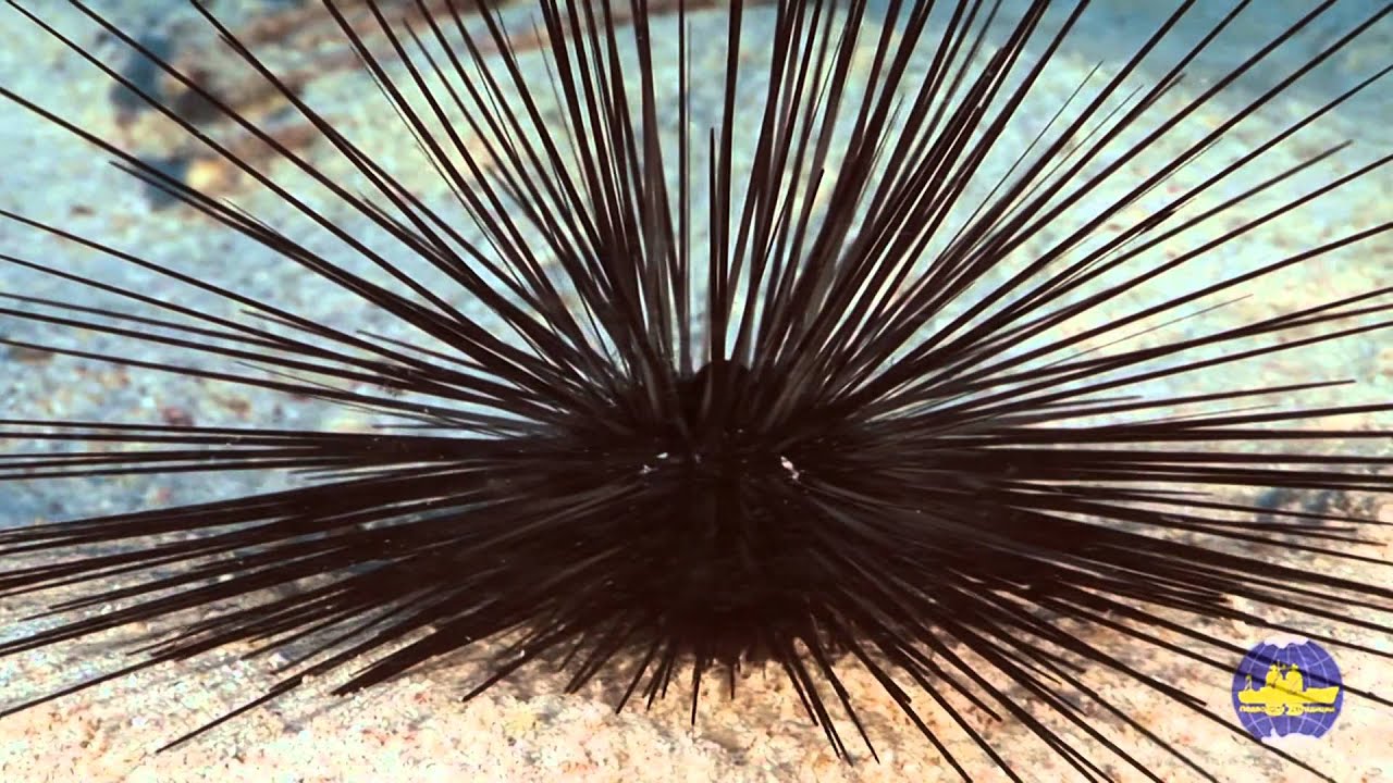 Red sea Part 3 Красное море 3ч.